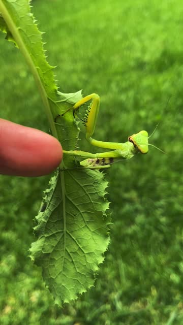 Fighter Praying Mantis on Leaf