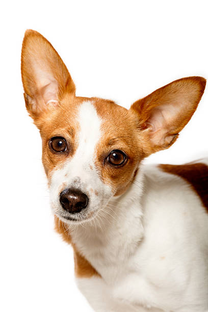 istock Portuguese Podengo Dog 171363454