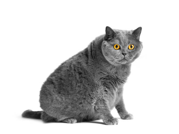 istock A fat British cat sits on a white background. 1713634968