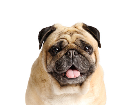 Portrait of a purebred friendly cute funny pug with his tongue hanging out on a white background, close-up.