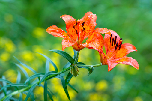 Lilium bulbiferum, common names Orange Lily, Fire Lily or Tiger Lily, is a European species with bright orange flowers that blooms in summer. These plants grow in mountain meadows and rocks.