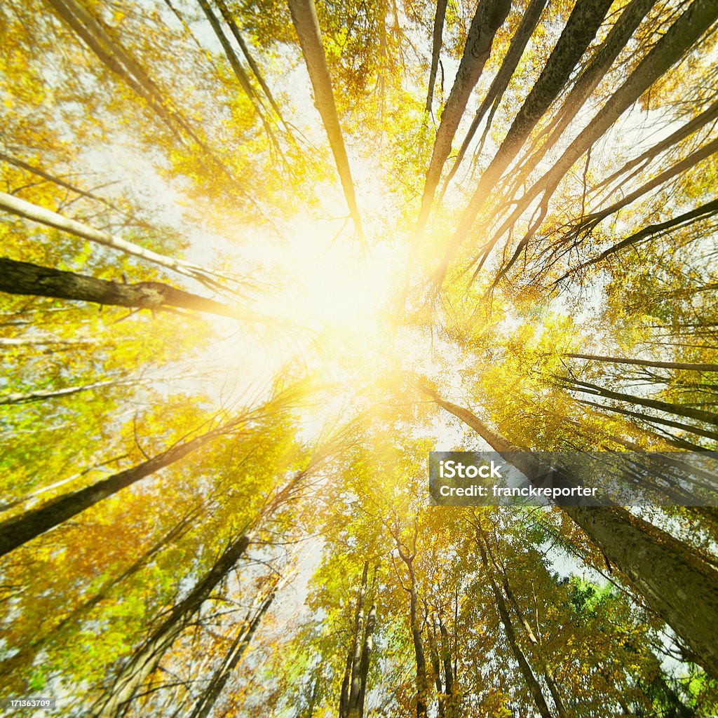 Herbst Baum im Wald - Lizenzfrei Baum Stock-Foto