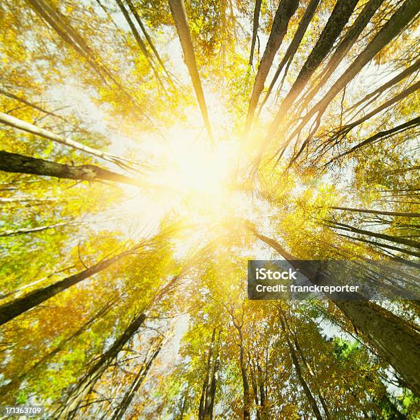 Autumn Tree In The Forest Stock Photo - Download Image Now - Autumn, Directly Below, Looking Up