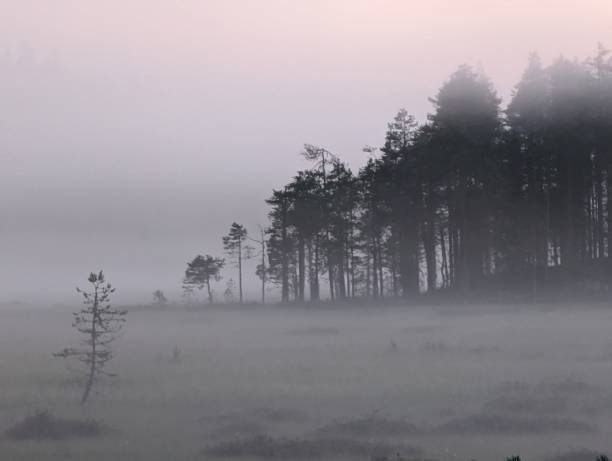 istock Dark forest with fog and clouds 1713637213