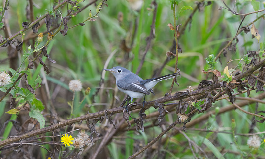 blue gray grey gnatcatcher - Polioptila caerulea - a small songbird perched on branches of camphor weed providing hiding and camouflage. It flies fast and erratic in search of small bugs and insects