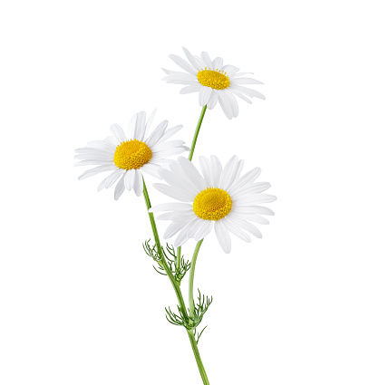 Chamomile flower isolated on white background. Camomile medicinal plant, herbal medicine. Bunch of chamomile flowers with green stem and leaves.