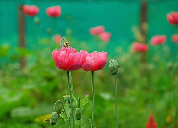 pink african somniferum - poppy flower opium poppy formal garden stock-fotos und bilder