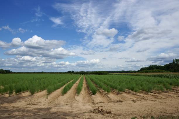 istock Plantation of asparagus 171364024