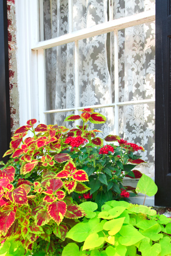 Coleus is planted in a window planter in Charleston, South Carolina in front of a window with lacy curtains.