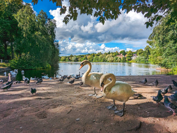 Brookvale Park this park is located in Erdington, Birmingham. The picture shows few of the local wild life, swans and pigeons. the colours show how beautiful the parks can look in a nice summer day sutton park stock pictures, royalty-free photos & images