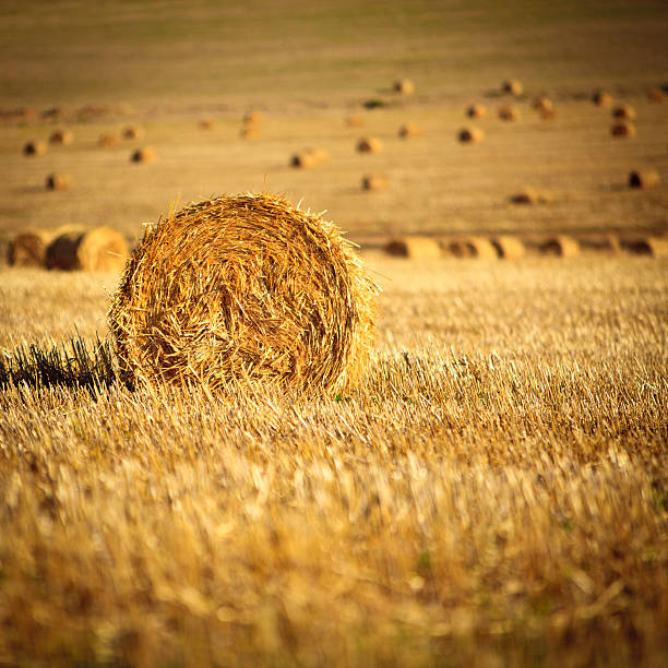 Straw bales on a summers evening in South Africa
