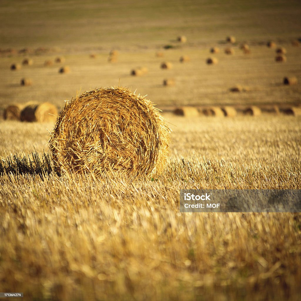 Fardos de palha-África do Sul - Royalty-free Agricultura Foto de stock