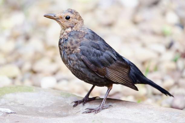 istock Garden blackbird in moult with brown and black feathers. 1713644528