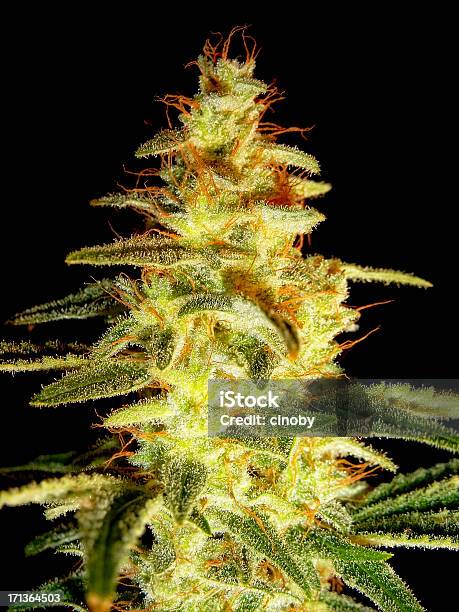 Cannabis Sativaindica - zdjęcia stockowe i więcej obrazów Konopie - Rodzina konopiowatych - Konopie - Rodzina konopiowatych, Konopie - Narkotyk, Kwiat - Roślina