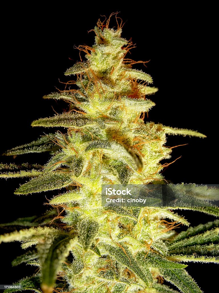 Cannabis Sativa/Indica - Foto de stock de Cânhamo - Cannabaceae royalty-free
