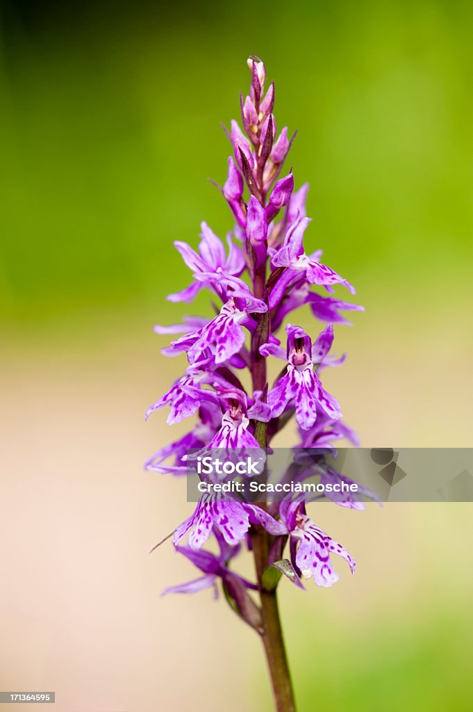 Orchidea-Fiore di campo - Foto stock royalty-free di Alpi