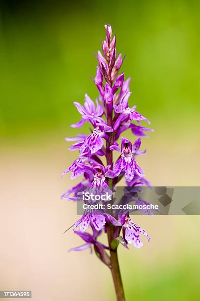 Orchideafiore Di Campo - Fotografie stock e altre immagini di Alpi - Alpi, Alto Adige, Ambientazione esterna