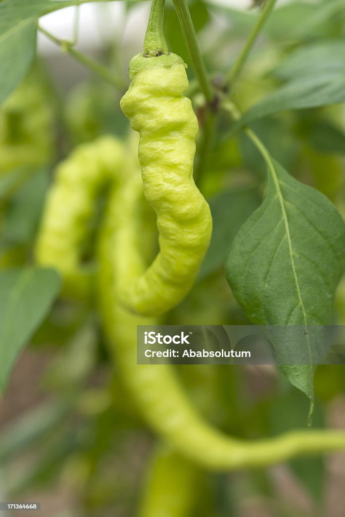 Peperoni (peperoni Solanaceae) Crescita in giardino - Foto stock royalty-free di Acerbo