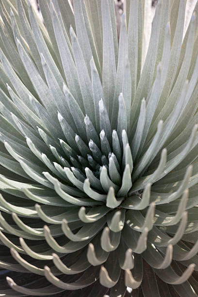 haleakala silversword planta, maui - haleakala silversword fotografías e imágenes de stock