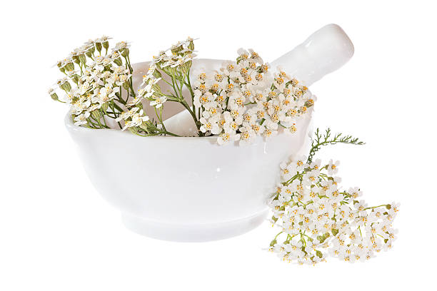 yarrow (achillea) in mortar with pestle isolated on white