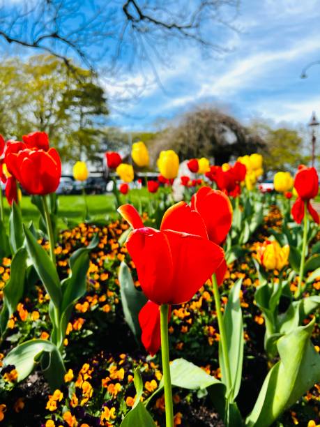 istock Tulip Flowers in Botanic Garden 1713653746