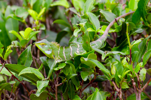 A chameleon resting on tea plants in Sr Lanka