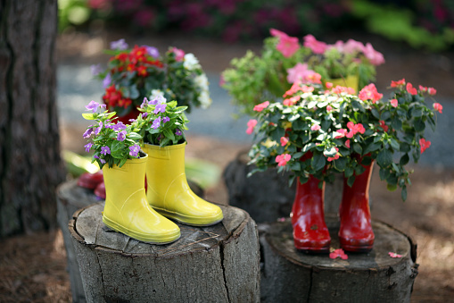 Cute rain boots used as flower planters.
