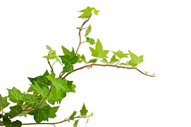 Of green ivy plant isolated against a white background digital illustration. Ivy leaves are highly concentrated at the bottom of the picture frame becomes more sparse horizontal root climbs. ivy curls on a horizontal image.