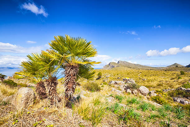 istock Coastal Mountain of Majorca ( Spain ) 171365550