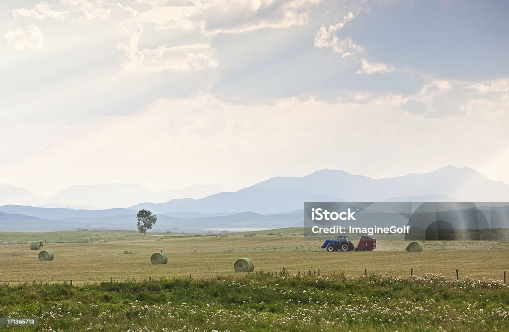 Colheita de outono - Foto de stock de Agricultura royalty-free