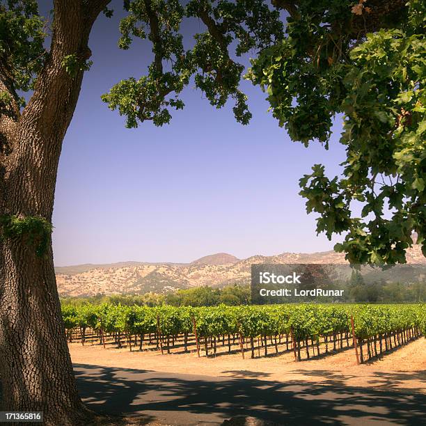 Vigneto Della Napa Valley - Fotografie stock e altre immagini di Estate - Estate, Napa Valley, California