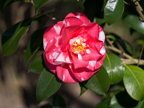 A closeup of a pink camellia in sunlight