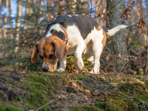 istock Closeup of a beagle in a forest 1713660138