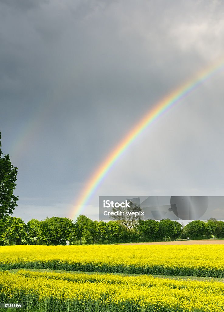 Bela Arco-íris brilhante de colza amarelo Paisagem de céu de chuva - Royalty-free Arco-Íris Foto de stock