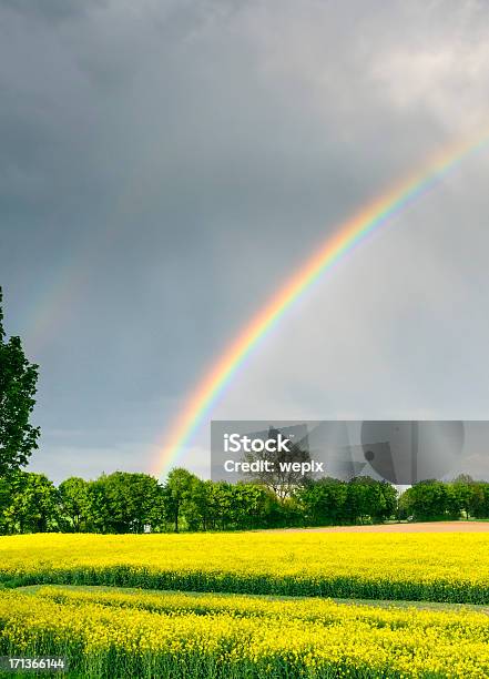 Foto de Rainbow Amarelo Brilhante Colza Paisagem De Céu De Chuva e mais fotos de stock de Arco-íris