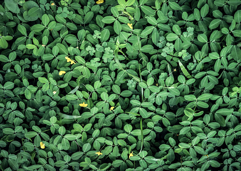 Green leaves background close up