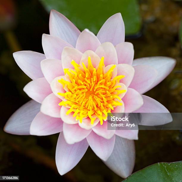 Ninfea Fiore Primo Piano - Fotografie stock e altre immagini di Aiuola - Aiuola, Ambientazione esterna, Bellezza naturale