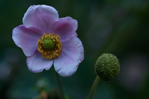 Background with pink anemone flower; Eriocapitella tomentosa