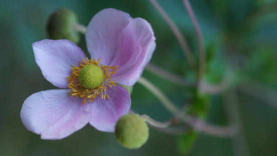 Background with pink anemone flower; Eriocapitella tomentosa