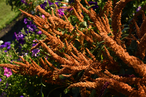 Beautiful yellow amaranth flowers in a colorful summer garden. Amaranthus. Juicy yellow flowers.