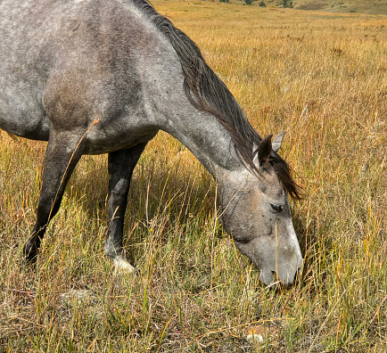 Gray horse grazing on autumn grass close up.