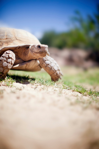 Low angle view of a walking turtle