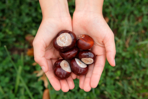 Hands full of horse chestnuts in autumn