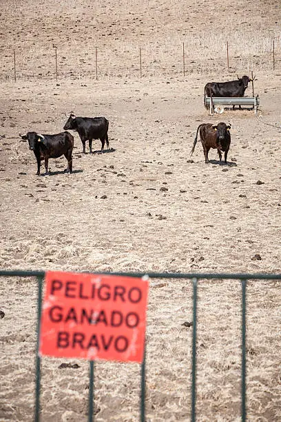Sign adverts that there is a threat: dangerous bullfight bulls are in the farm.More Cows and FARM animals pictures: