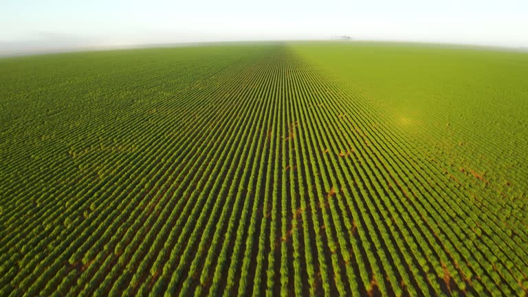 Aerial image of agribusiness, drone speeds over green cotton field.