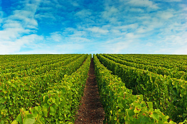 Champagne vineyards in Cramant Late summer vineyards of a Premiere Cru area of France showing the lines of vines and blue sky above. cramant stock pictures, royalty-free photos & images