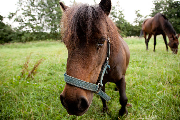 Wide angle macro shot of a brown and white horse.