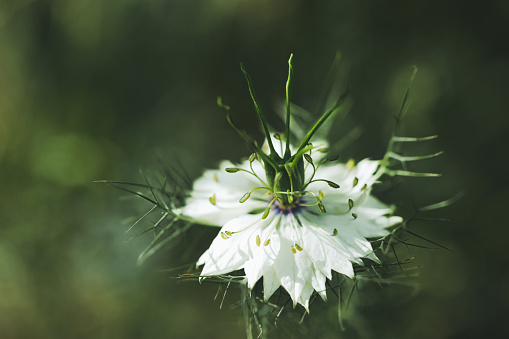 Detail in nature. Closeup view of Nigella damascena. Miss Jekyll White flower.  Horizontally.