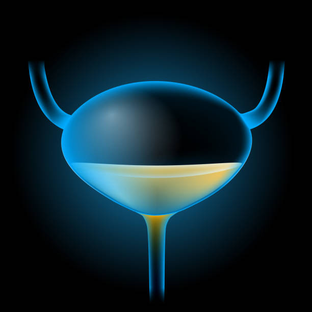 Bladder with urine. vector art illustration
