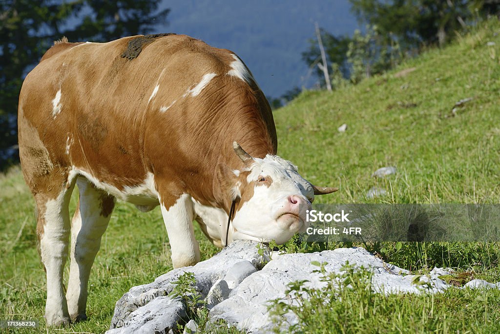 Leche de vaca scrathing sí, Alpine Pasture, Austria (XXXL) - Foto de stock de Concept Does Not Exist libre de derechos